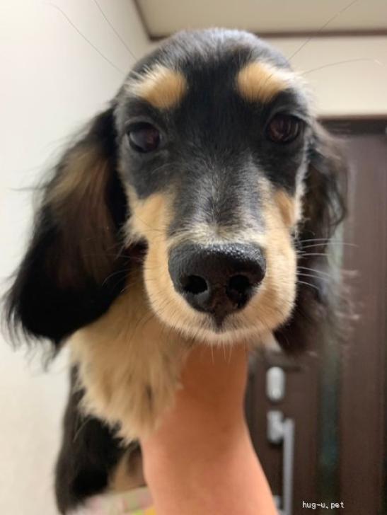 犬の里親募集】東京都・ミニチュアダックスフンド(ロング)・11/11浅草