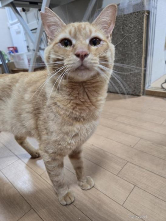 猫の里親募集】埼玉県・雑種・7/5 南浦和シェルター参加（ID:2606