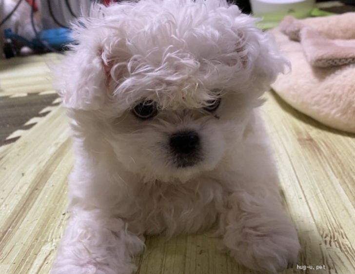 犬の里親募集】埼玉県・雑種・1/8さいたま市岩槻 シーズペキニーズ 3