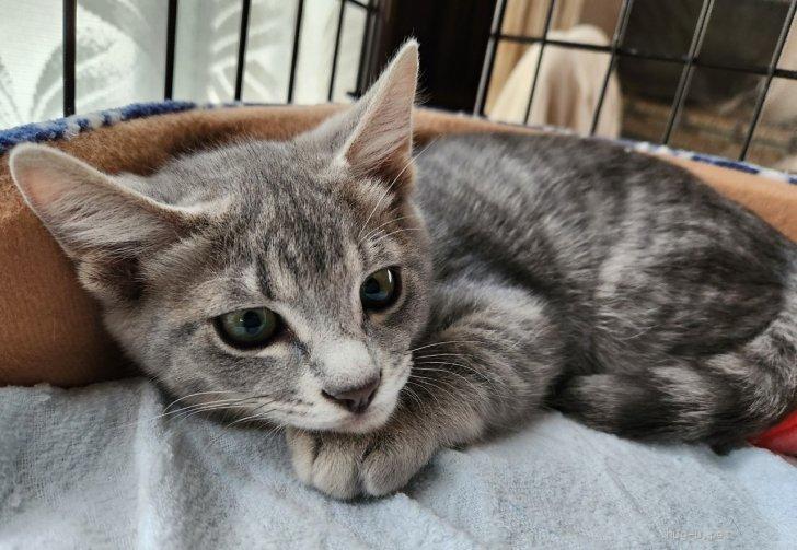 猫の里親募集】埼玉県・雑種・12/10さいたま市岩槻参加 ネオ君（ID