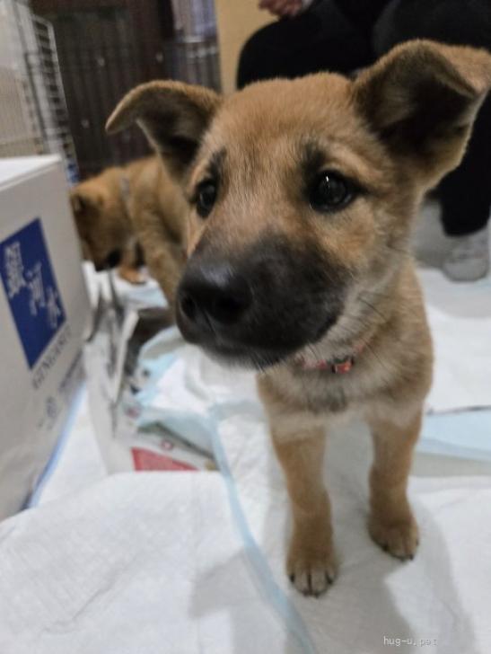 犬の里親募集】埼玉県・雑種・ミックス犬 2.5ヶ月位（ID:2505-00192