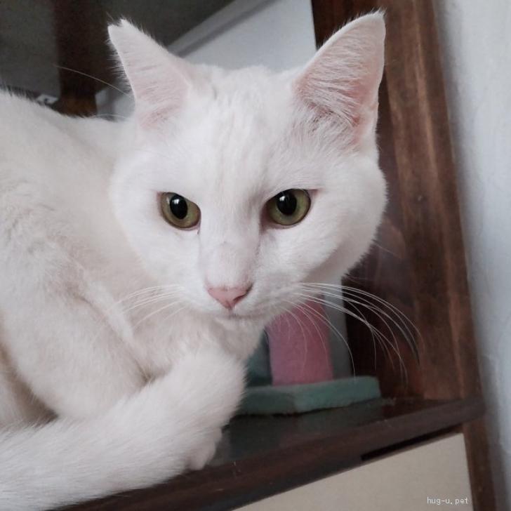 猫の里親募集】千葉県・雑種・何とも美しくて神々しい特大白猫くん（ID