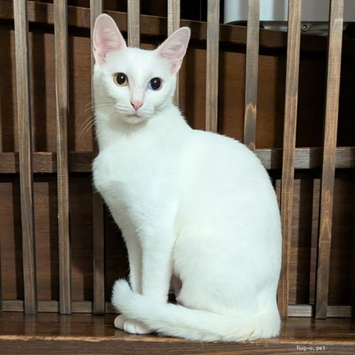 猫の里親募集】千葉県・雑種・ため息が出るほど美しいオッドアイの若