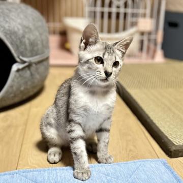 猫 × サバ白の里親募集一覧｜ハグー -みんなのペット里親情報