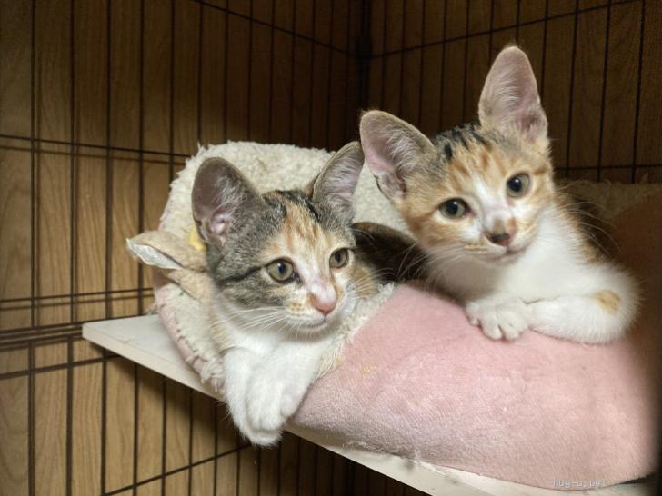 猫の里親募集】山口県・三毛猫・とても可愛い三毛の子猫ちゃん（ID