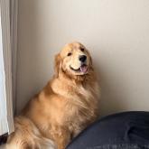 ゴールデンレトリバー