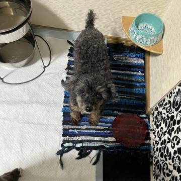 犬 × トイプードルの里親募集一覧｜ハグー -みんなのペット里親情報