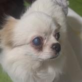 チワワ(ロング)