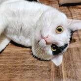 雑種