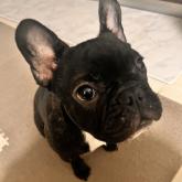 フレンチブルドッグ
