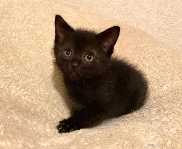 猫の里親募集】東京都・雑種・推定4月25日生まれ！子熊系男子、逞