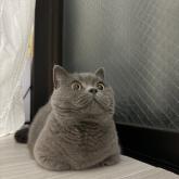 マンチカン