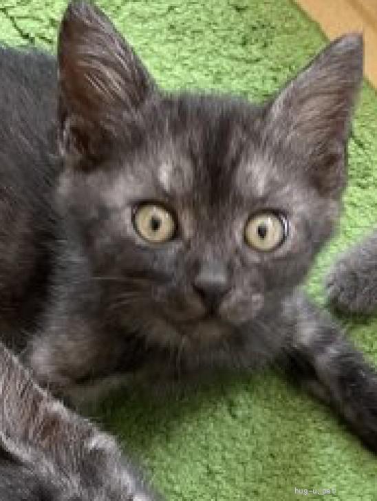 猫の里親募集】茨城県・雑種・保護猫 ブラックスモーク（ID:2307-00132