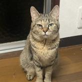 雑種