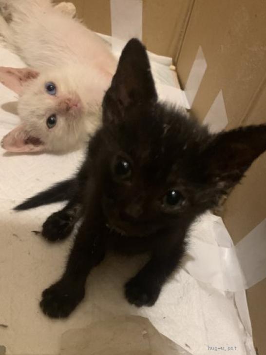 ＊にゃんこ＊オッドアイの黒猫＊おすわり＊動物ぽんぽん・ 黒猫 オッドアイ 値段 にゃんこ オッドアイの黒猫 おすわり 動物