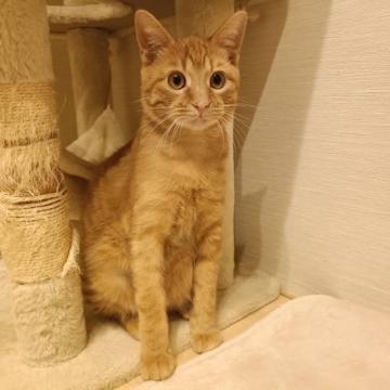 猫 × 富山県 × 茶トラの里親募集一覧｜ハグー -みんなのペット里親情報