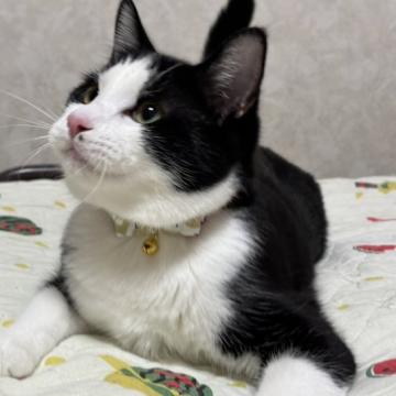 猫の里親募集】岐阜県・雑種・甘えたい兄妹たち・絵音（えおん）くん