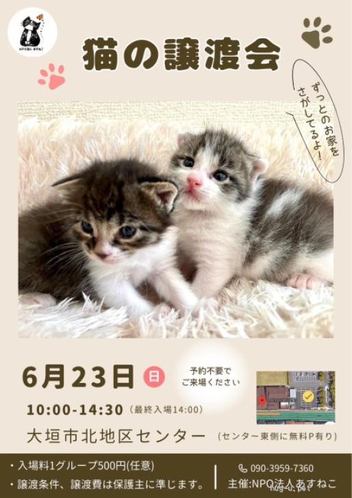 猫の里親募集】岐阜県・雑種・ふわっと姉妹・夏帆ちゃん（ID:2406