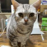 アメリカンショートヘア