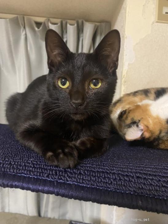 猫の里親募集】東京都・雑種・♬元気いっぱいやんちゃな黒猫みつ豆くん