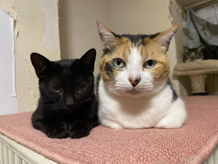 猫の里親募集】東京都・雑種・♬元気いっぱいやんちゃな黒猫みつ豆くん