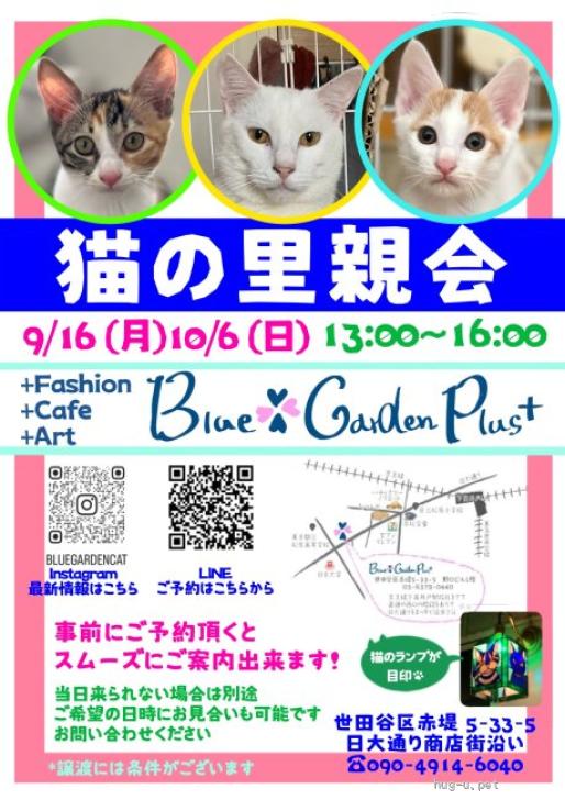 猫の里親募集】東京都・雑種・白茶の水玉模様がかわいいフクくん 親子3