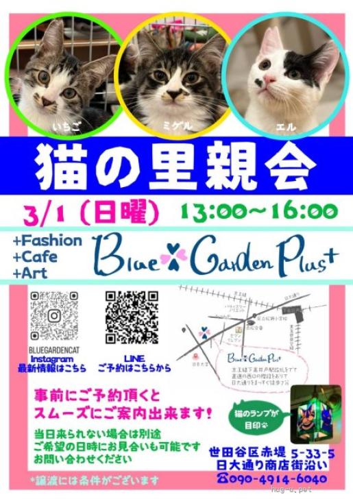 猫の里親募集】東京都・雑種・♬元気いっぱいやんちゃな黒猫みつ豆くん