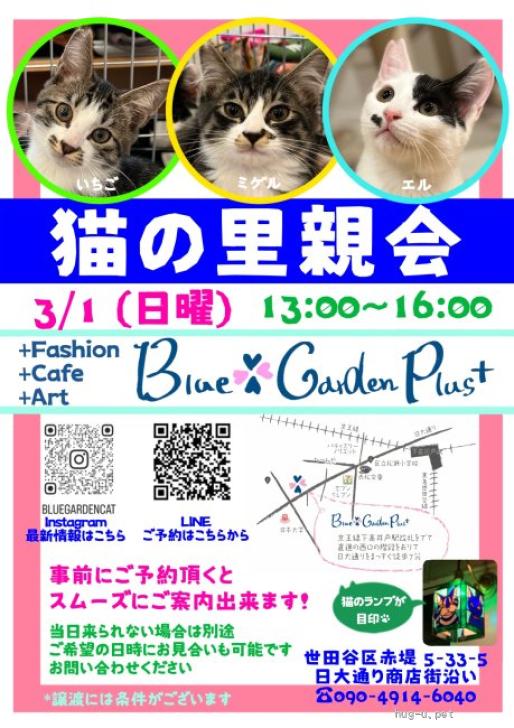 猫の里親募集】東京都・雑種・耳毛ふさふさ 長毛子猫ミゲルくん（ID