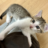 雑種