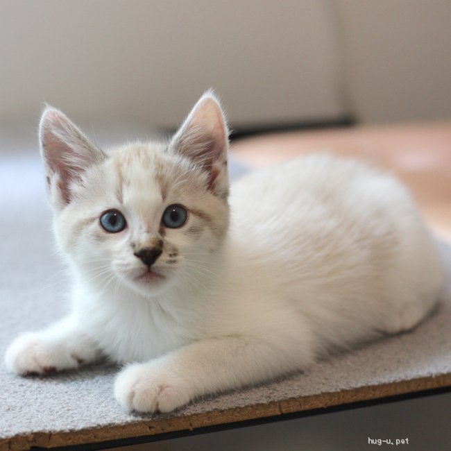 猫の里親募集 東京都 雑種 イケメン シャムミックス兄弟 シャガールくん ハグー みんなのペット里親情報 Id 2106 00517