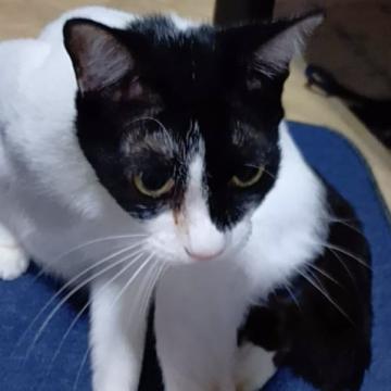 猫の里親募集一覧｜ハグー -みんなのペット里親情報