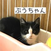 雑種