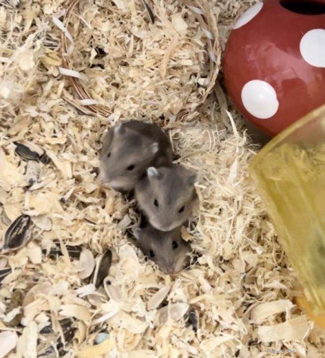 北尾さん作品、ジャンガリアンハムスター ジャンガリアンハムスター - Wikipedia