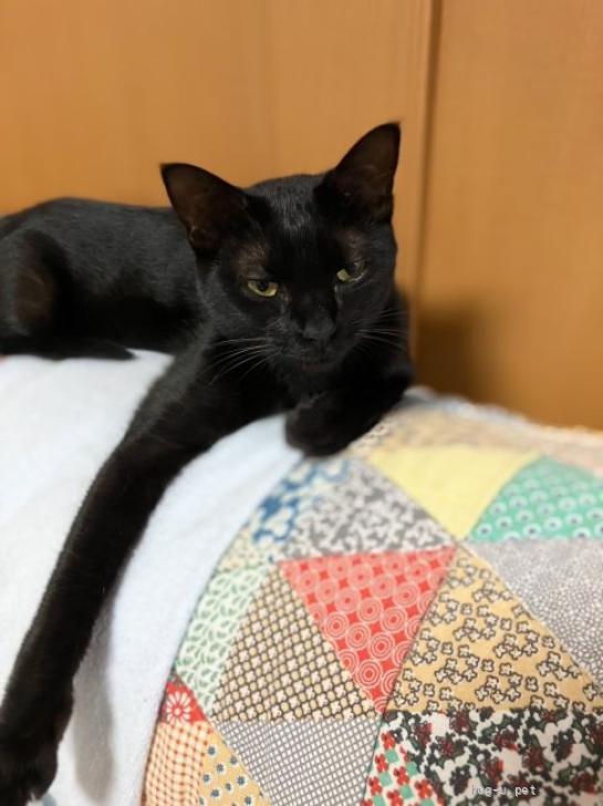 猫の里親募集】大阪府・雑種・ブラックビューティー☆ひまわりちゃん