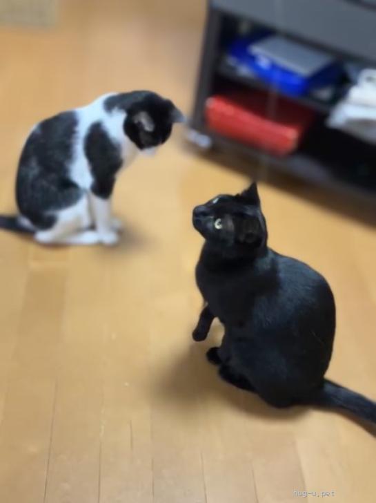 猫の里親募集】大阪府・雑種・ブラックビューティー☆ひまわりちゃん