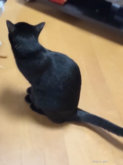猫の里親募集】大阪府・雑種・ブラックビューティー☆ひまわりちゃん