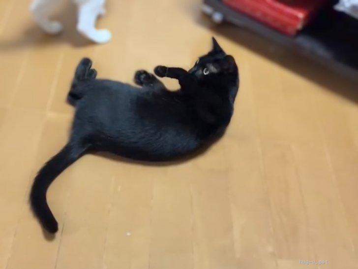 猫の里親募集】大阪府・雑種・ブラックビューティー☆ひまわりちゃん