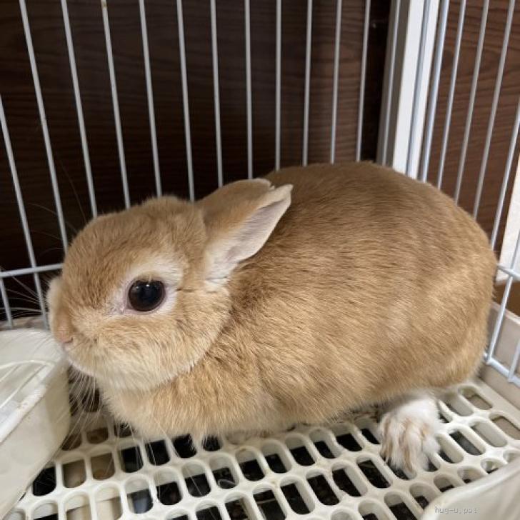 小動物の里親募集】東京都・ウサギ・ネザーランドドワーフの女の子（ID