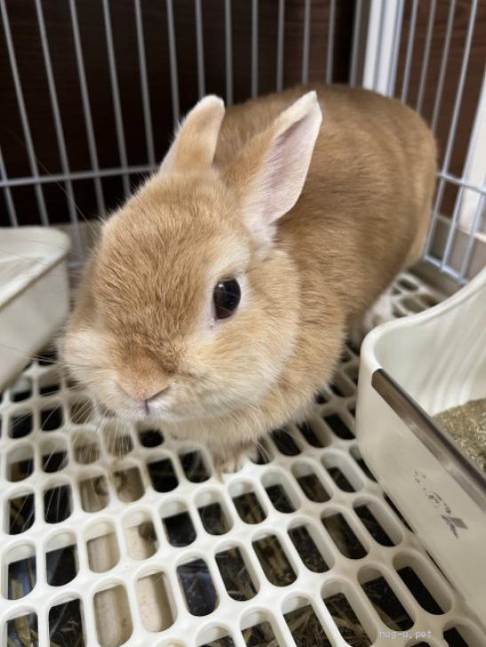 小動物の里親募集】東京都・ウサギ・ネザーランドドワーフの女の子（ID
