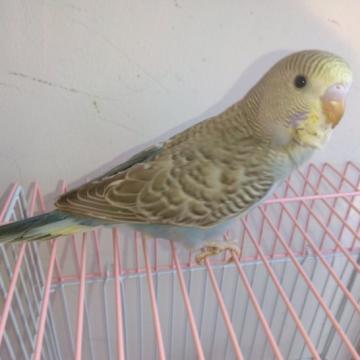 ペット 里親 安い インコ