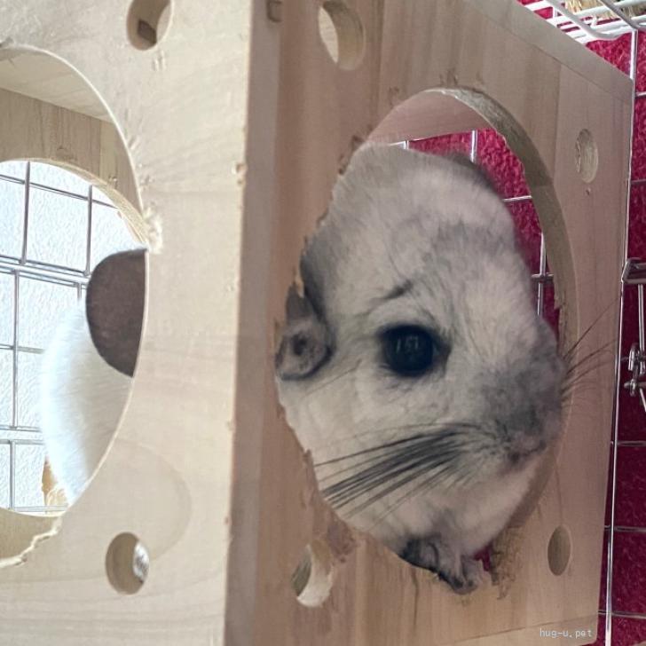 小動物の里親募集】東京都・チンチラ・チンチラ(オス)5才になっ
