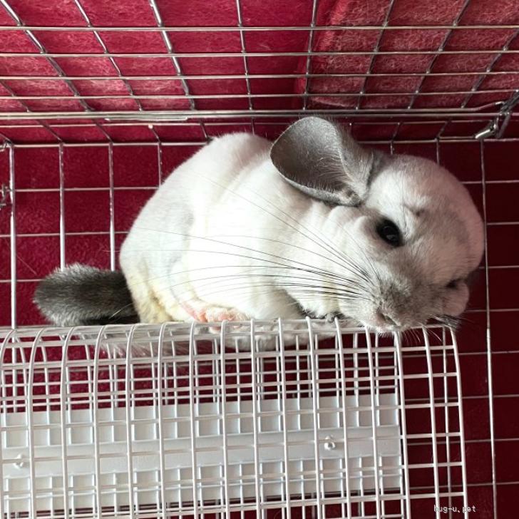 小動物の里親募集】東京都・チンチラ・チンチラ(オス)5才になっ
