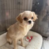 チワワ(ロング)