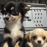 チワワ(ロング)