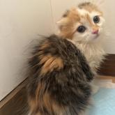 マンチカン