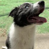 ボーダーコリー