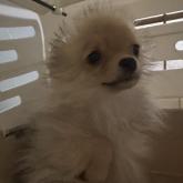 雑種