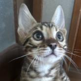 ベンガル