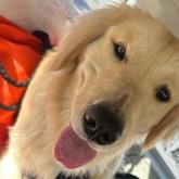 ゴールデンレトリバー