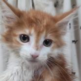 メインクーン